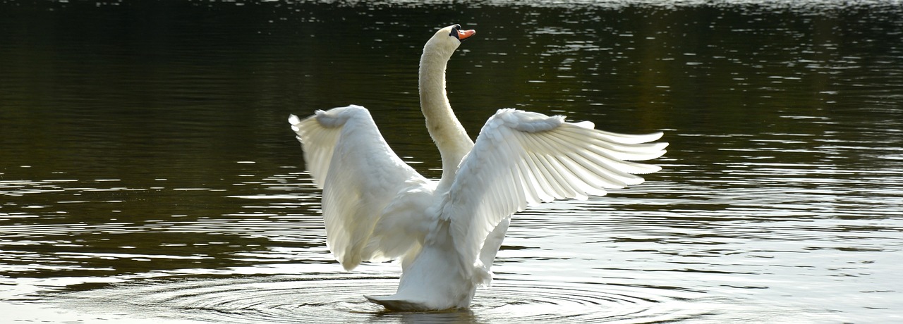 Les mardis de la mémoire du 5 mars 2024 : « Les anciennes élites dans le monde des affaires »