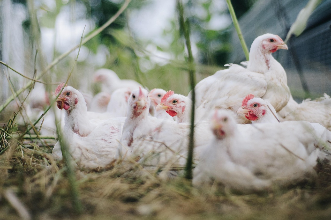 Libre journal de la réaction du 5 juin  2024 : « Les poules sauvages, limaces électriques et panneaux ruraux »