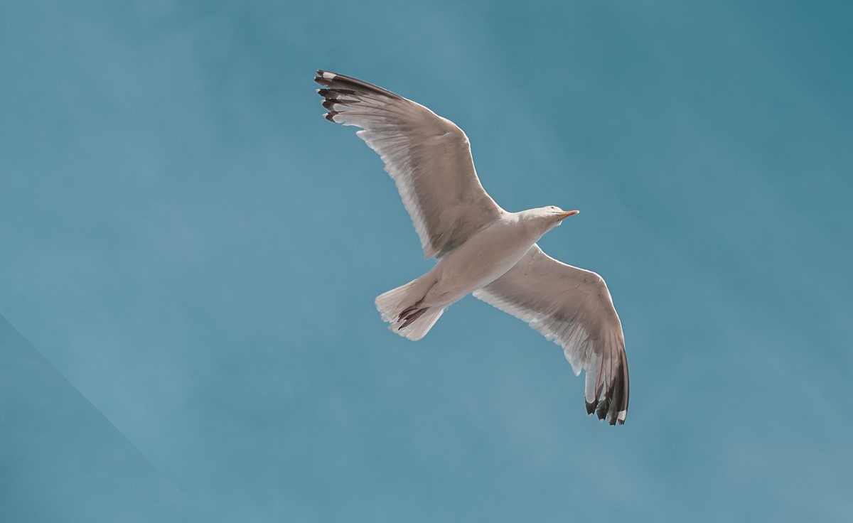 Français mon beau souci du 7 octobre 2024 : « La poésie, le luxe de la langue »