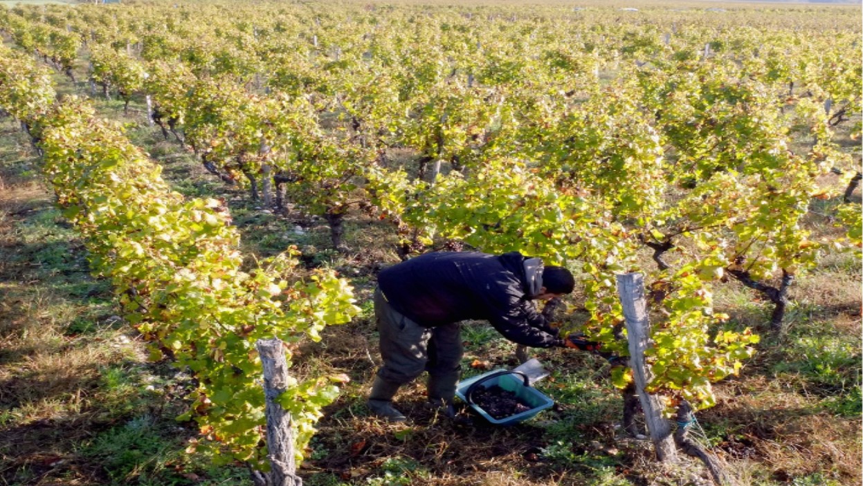 Le florilège des arts du 4 octobre 2024 : « Les vendanges de Montmartre »