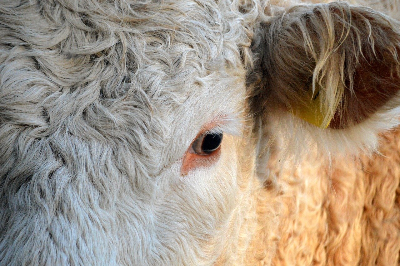 Libre journal de Salsa Bertin du 17 janvier 2026 : « Les agriculteurs ou le combat pour la survie de la France ; Militantisme royaliste ; Un maître chocolatier »